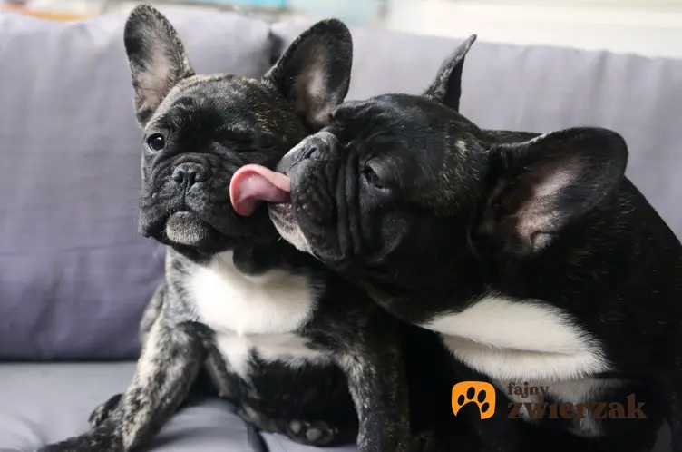 Dwa psy rasy buldog francuski marengo na kanapie, a także ich charakter i usposobienie