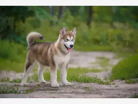 Alaskan malamute - cechy i zdrowie