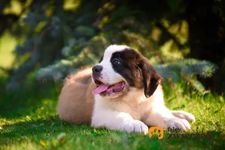 Pies rasy bernardyn leżący na trawie pod drzewem, a także cena bernardyna z rodowodem
