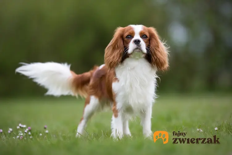 Pies rasy cavalier king charles spaniel stojący na trawie, a także usposobienie cavalier spaniela