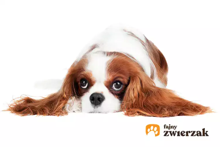 Cavalier king charles spaniel leżący