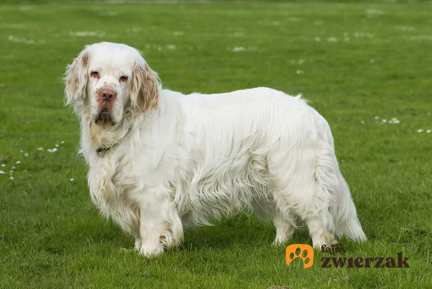 Clumber spaniel na trawniku