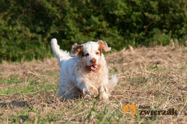 Pies rasy clumber spaniel biegający po polu podczas spaceru oraz jego szczeniaki i cena