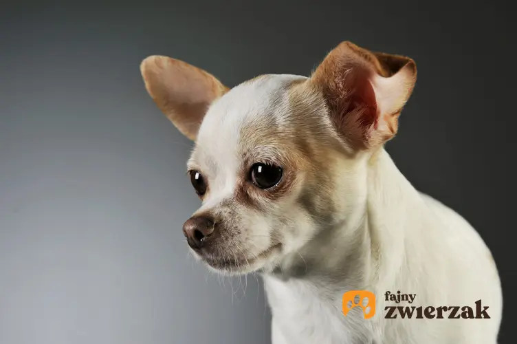 Pies rasy chihuahua krótkowłosa biała na szarum tle, a także jej charakter i cena