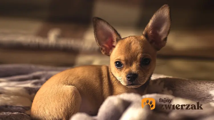 Pies rasy chihuahua krótkowłosa brązowy leżący w legowisku oraz jego opis