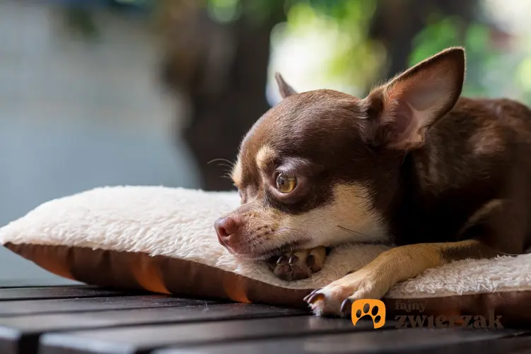 Pies rasy chihuahua brązowy leżący na poduszce, a także charakter i długość życia chihuahua