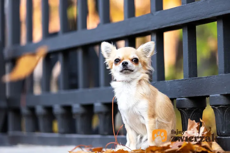 Pies rasy chihuahua siedzący w liściach pod płotem, a także szacowana długość życia chihuahua
