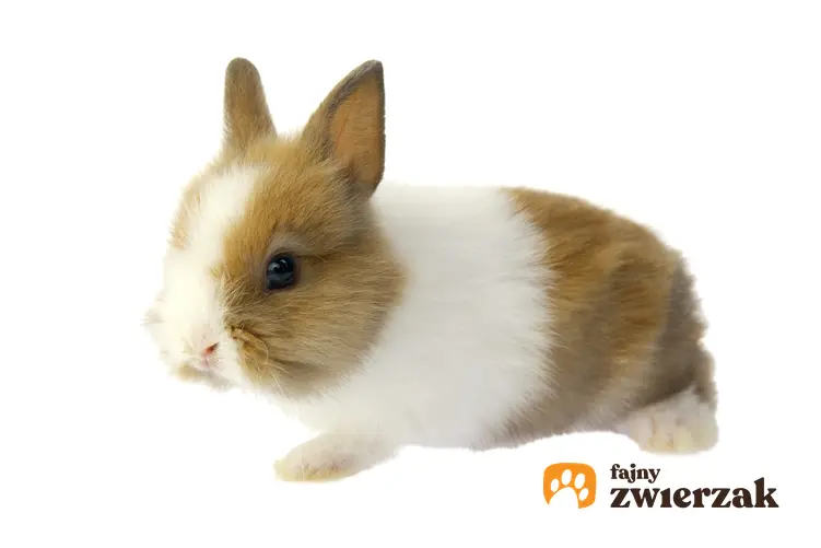Królik miniaturka na białym tle oraz wychowanie, karmienie i cena królika miniaturki