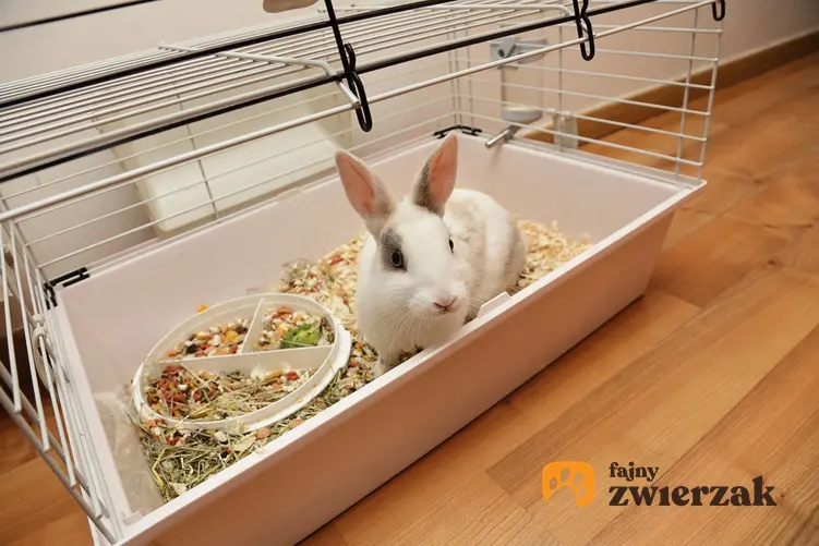 Królik siedzący w klatce w domu, a także jak wybrać lub jak zrobić domek dla królika do klatki