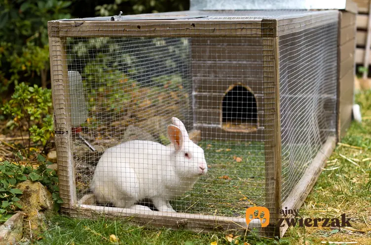 Królik w klatce na wybiegu na podwórku, a także domek dla królika do klatki