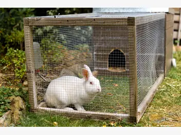 Ilustracja artykułu domek dla królika – jaki wybrać? sprawdzamy najciekawsze modele