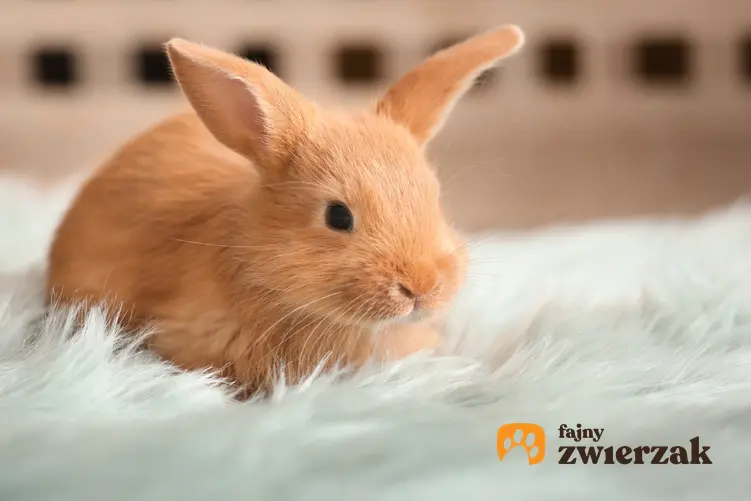 Rudy królik siedzący na dywanie w domu, a także transporter dla królika i polecane transportery