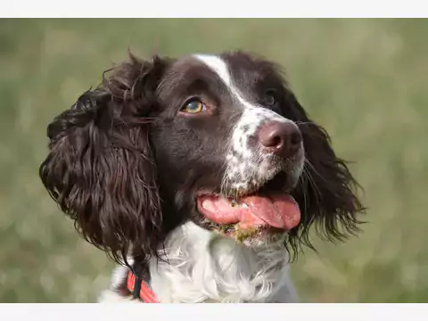 Springer Spaniel Angielski: Charakter i Tresura