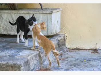 Ilustracja artykułu jak zmienia się kot po kastracji? wyjaśniamy krok po kroku