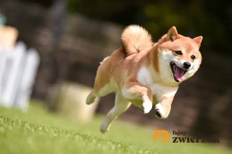 Pies rasy shiba inu biegający po trawie podczas spaceru, a także polecana hodowla shiba inu w Polsce