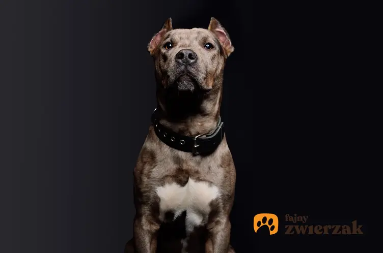 Pies rasy pitbull na czarnym tle, a także cena psa pitbulla i jego usposobienie