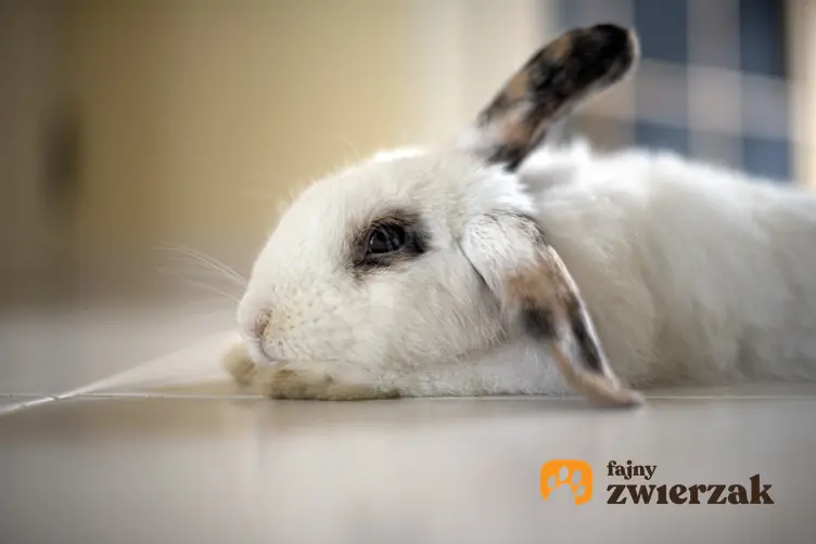Królik leżący na podłodze, a także popularne choroby królików, ich objawy i leczenie