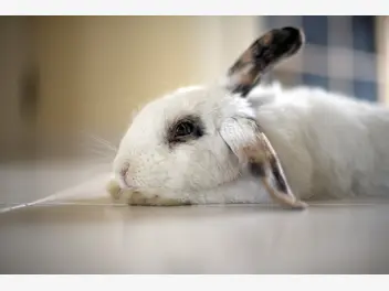 Ilustracja artykułu top 5 najczęstszych chorób królików – zobacz opisy objawów