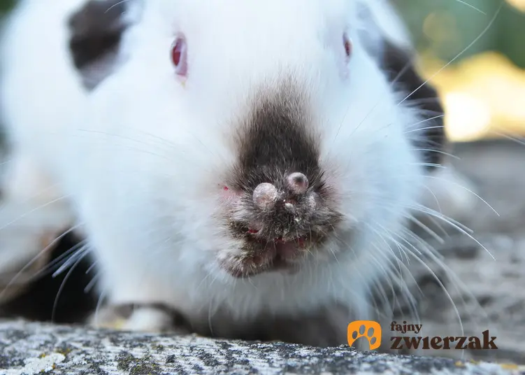 Myksomatoza u królików, a także inne popularne choroby królików, ich objawy i leczenie