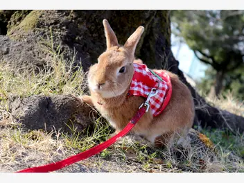 Ilustracja artykułu najlepsze szelki dla królika – zobacz, jak wybrać puszorek dla pupila