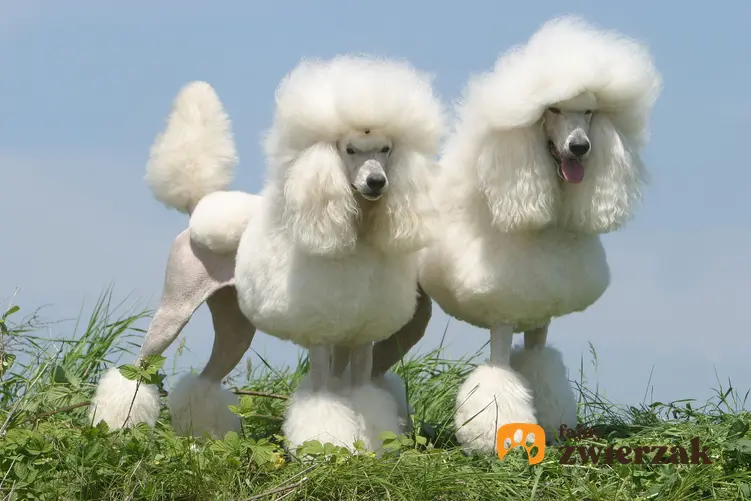 Dwa psy rasy pudel królewski podczas spaceru, a także charaker i usposobienie rasy