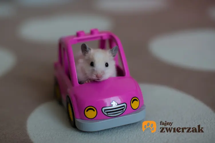 Mały chomik siedzący w różowym samochodziku zabawkowym, a także polecane zabawki dla chomika, w tym zabawki drewniane