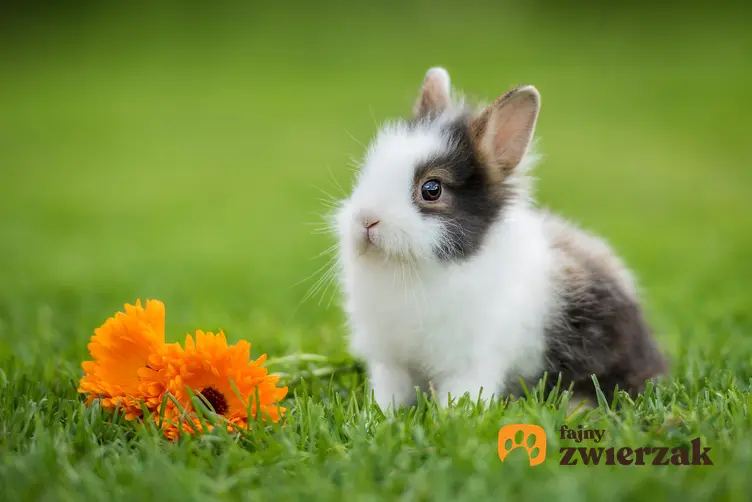 Królik miniaturka siedzący na trawie obok kwiatka, a także królik karzełek i króliki miniaturki