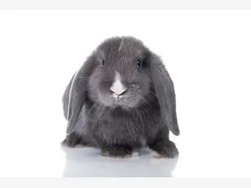 Ilustracja artykułu królik teddy – opis, charakter, wymagania, żywienie, choroby
