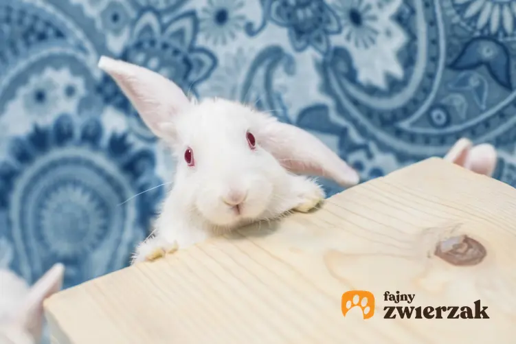 Biały królik karzełek wdrapujący się na drewniany stół, a także ile żyje królik miniaturka