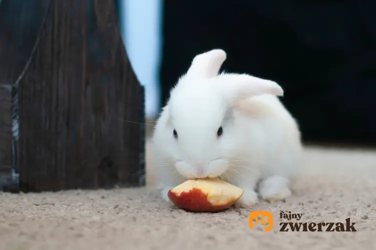 Królik miniaturka na podłodze jedzący jabłko, a także hodowla królików miniaturek