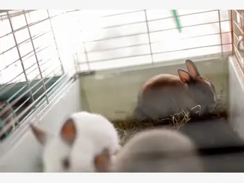 Ilustracja artykułu hodowle królików miniaturek – zobacz, gdzie kupić rasowego króliczka