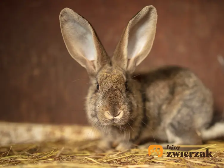 Królik olbrzym z dułymi uszami na sianie i brązowym tle, a także króliki belgijskie