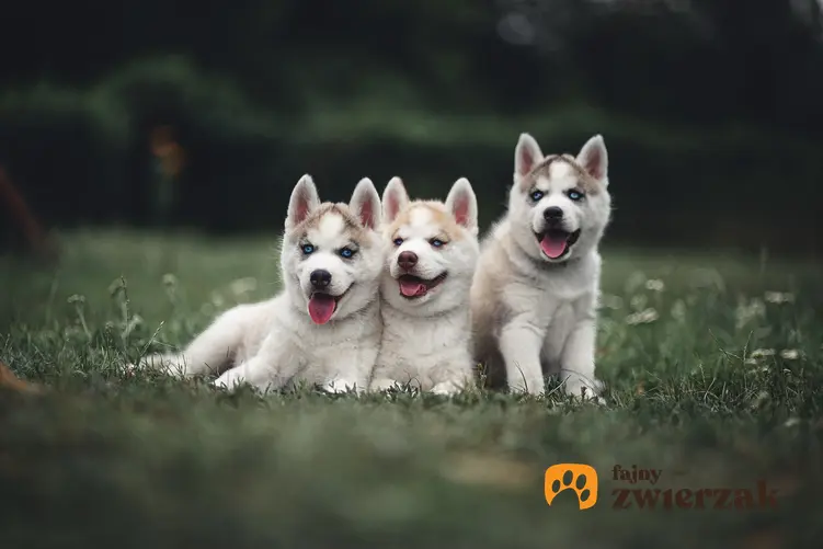 Trzy małe psy rasy husky syberyjski siedzące na trawie na tle zieleni, a także cena husky