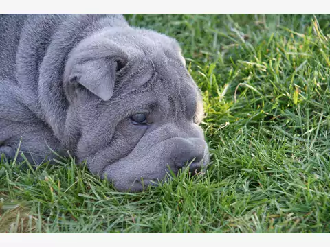 Charakterystyka niebieskiego i szarego Shar Pei