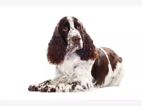 Springer spaniel walijski – poradnik