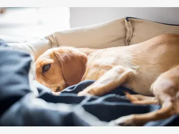 Ilustracja artykułu rozwolnienie u psa - oto 6 najczęstszych przyczyn biegunki