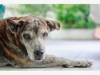 Ilustracja artykułu jak leczyć zatwardzenie u psa? oto 5 skutecznych sposobów