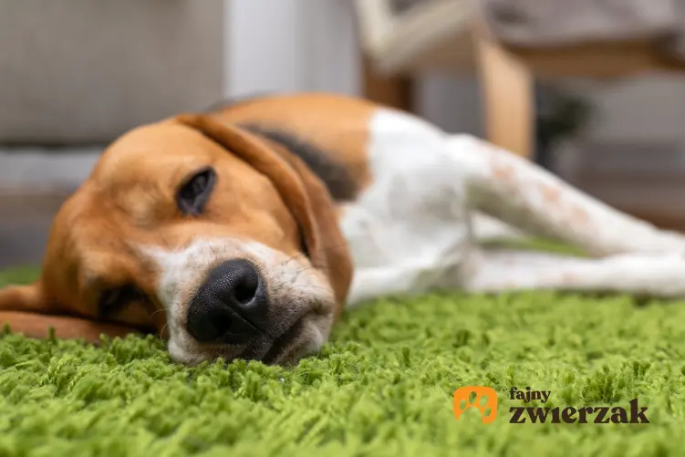 Chory pies leżący na dywanie, a także zatwardzenie u psa i domowe sposoby na zaparcia