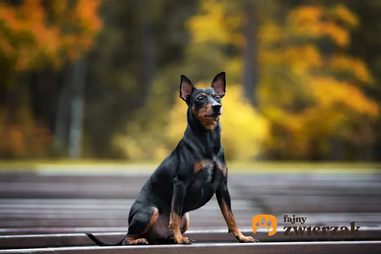 Pies rasy pinczer niemiecki siedzący na drodze podczas spaceru oraz jego charater i usposobienie