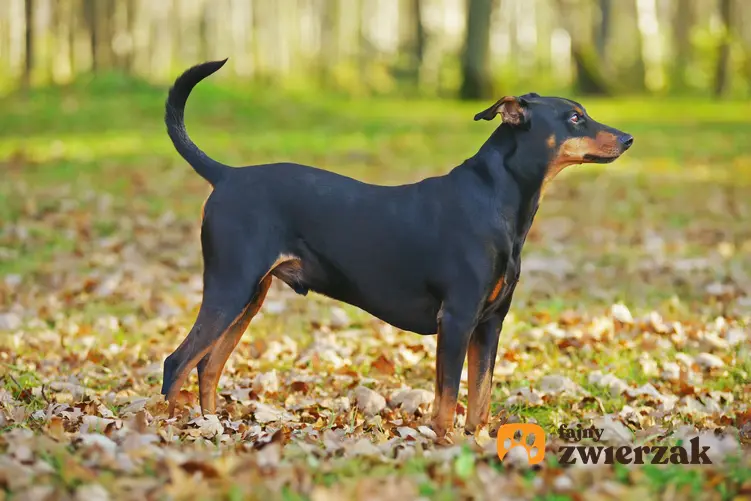Pies rasy pinczer niemiecki na tle zieleni podczas spaceru oraz jego charater i usposobienie