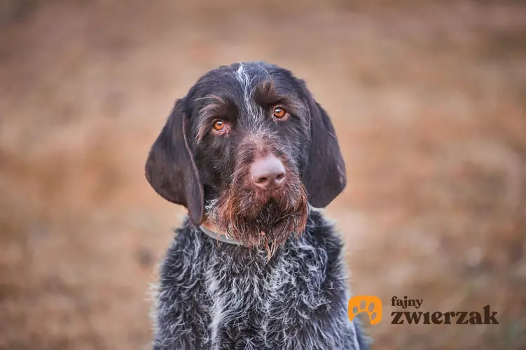 Pies rasy wyżeł czeski podczas spaceru, a także jego charakter, cena i hodowla