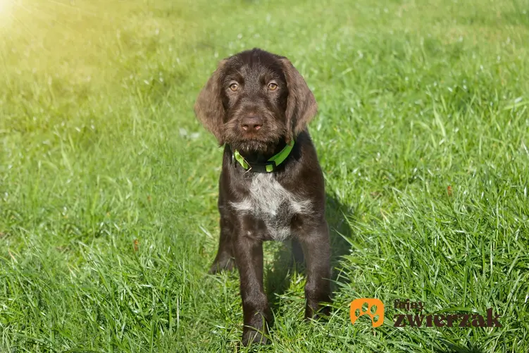Pies rasy wyżeł czeski siedzący na trawie, a także jego charakter i usposobienie