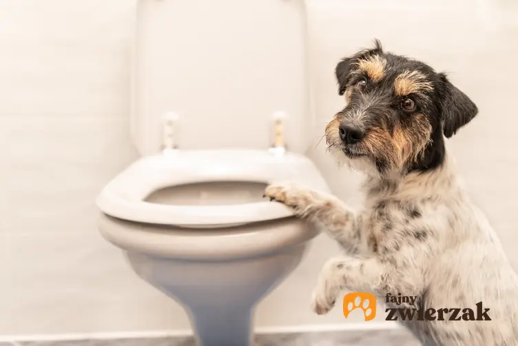 Pies przy toalecie, a także biegunka u psa, czyli rozwolnienie u psa i jego leczenie