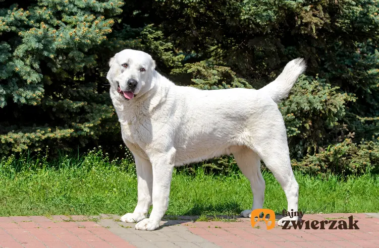Pies rasy owczarek środkowoazjatycki na tle zieleni podczas spaceru, a także jego charakter i opis