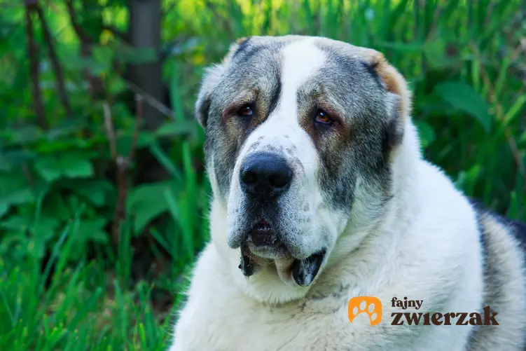 Pies rasy owczarek środkowoazjatycki na tle zieleni, a także jego wychowanie, charakter, opis i cena