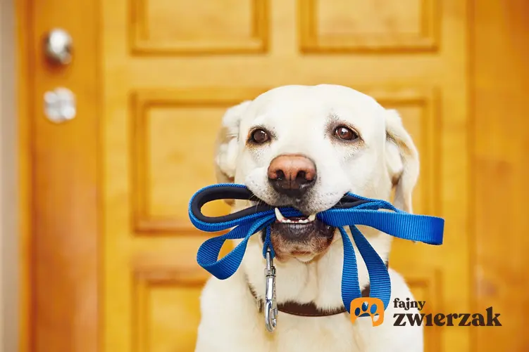 Pies trzymający w pysku niebieską smycz, a także inne potrzebe rzeczy, czyli wyprawka dla psa i szczeniaka