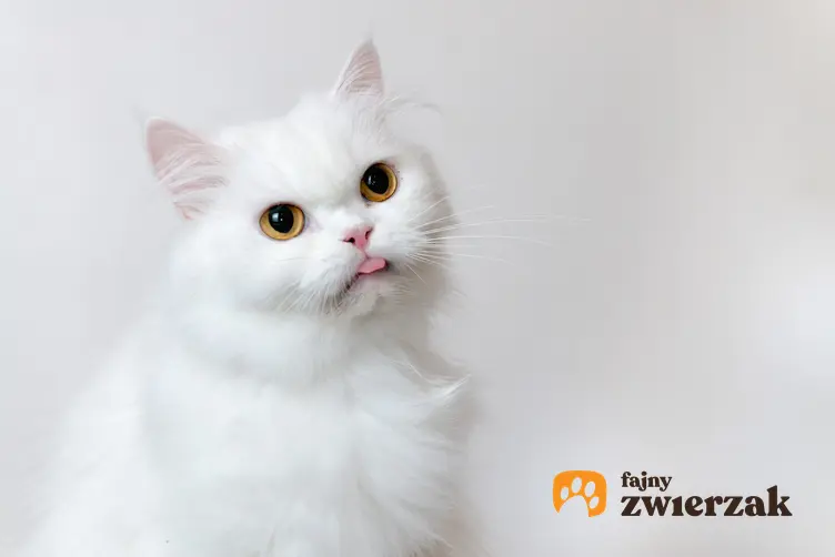 Biały kot perski na szarym tle, a także jego charakter, usposobienie i wychowanie
