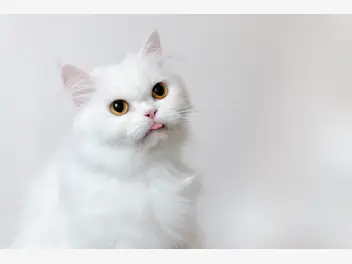 Ilustracja artykułu kot perski - opis, charakter, żywienie, pielęgnacja