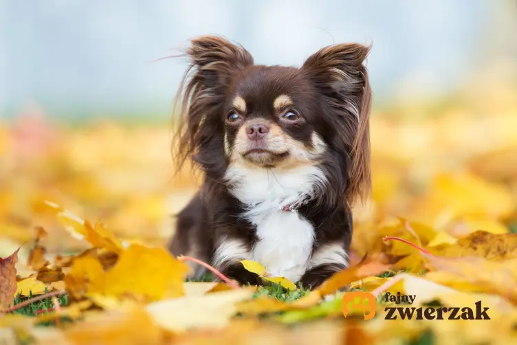 Szczeniak psa rasy chihuahua długowłosa w żółtych liściach, a także jego hodowle w Polsce