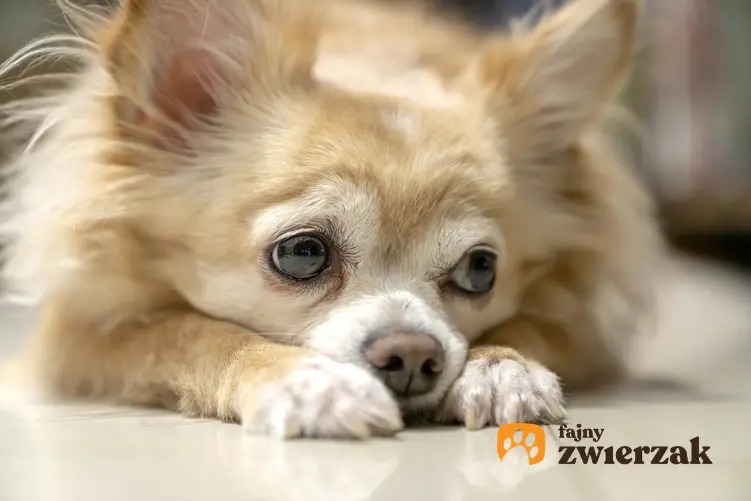 Pies rasy chihuahua długowłosa leżący na podłodze, a także jego charakter i cena